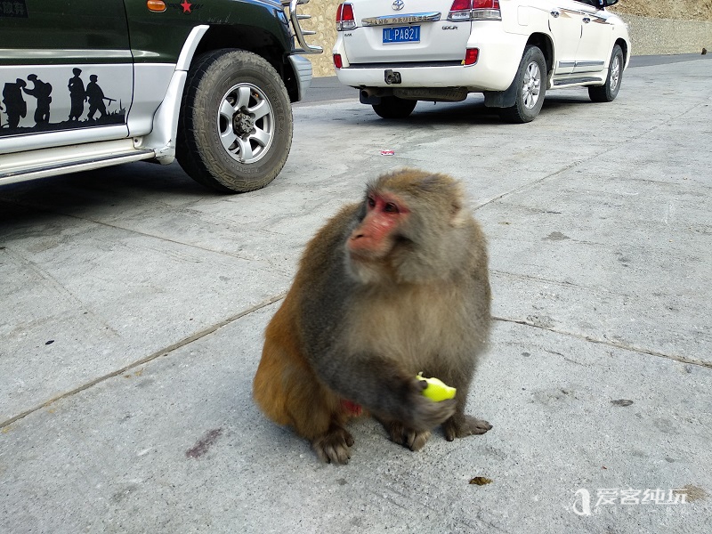 去山南途中偶遇猴子 (6)