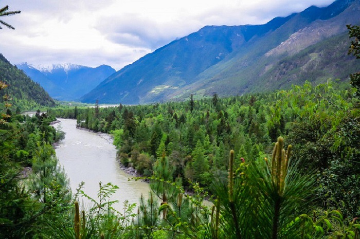 崗鄉林芝云杉林