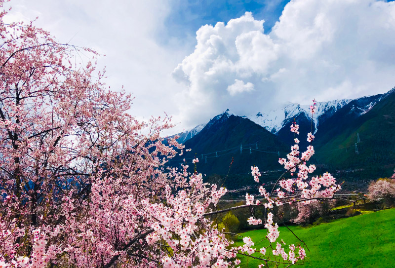 林芝桃花 (6) 林芝桃花 (6)