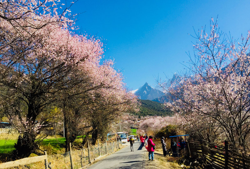 林芝桃花 (33) 林芝桃花 (33)