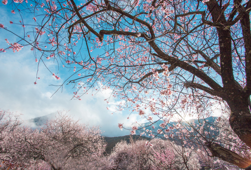 林芝桃花節攝影團33 林芝桃花節攝影團33