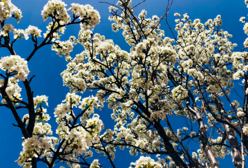 金川梨花值得去看嗎-(8)