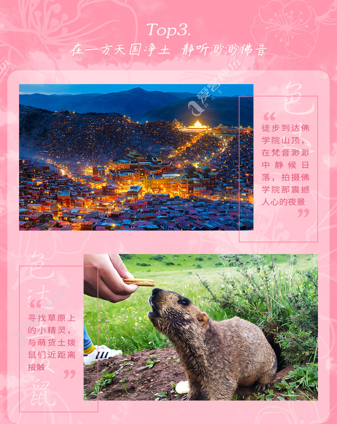 藏地尋花_第一部分_04 藏地尋花_第一部分_04