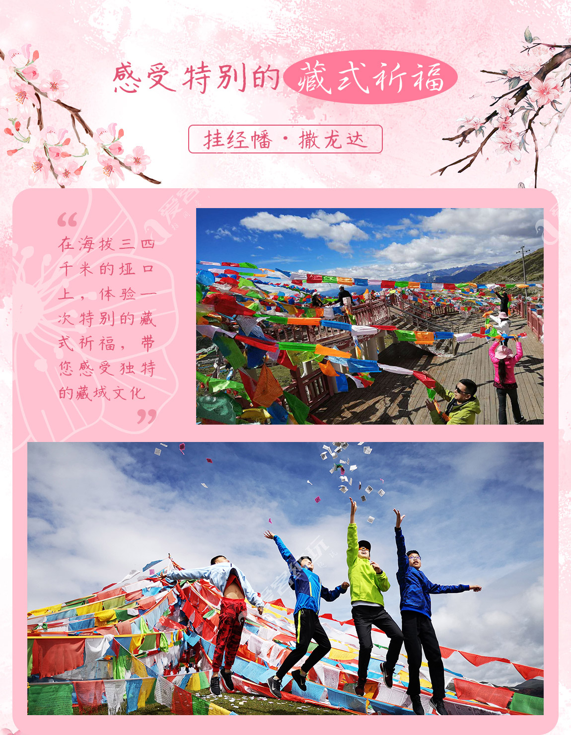 藏地尋花_第二部分_01 藏地尋花_第二部分_01