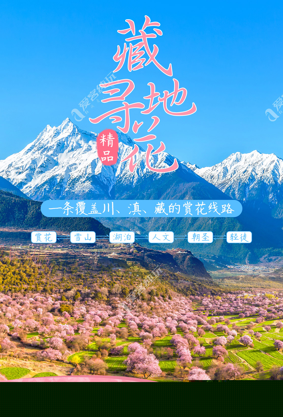 藏地尋花_第一部分_01 藏地尋花_第一部分_01