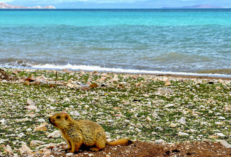 阿里地區(qū) (9)