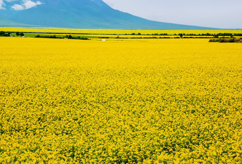 門源油菜花 (4)