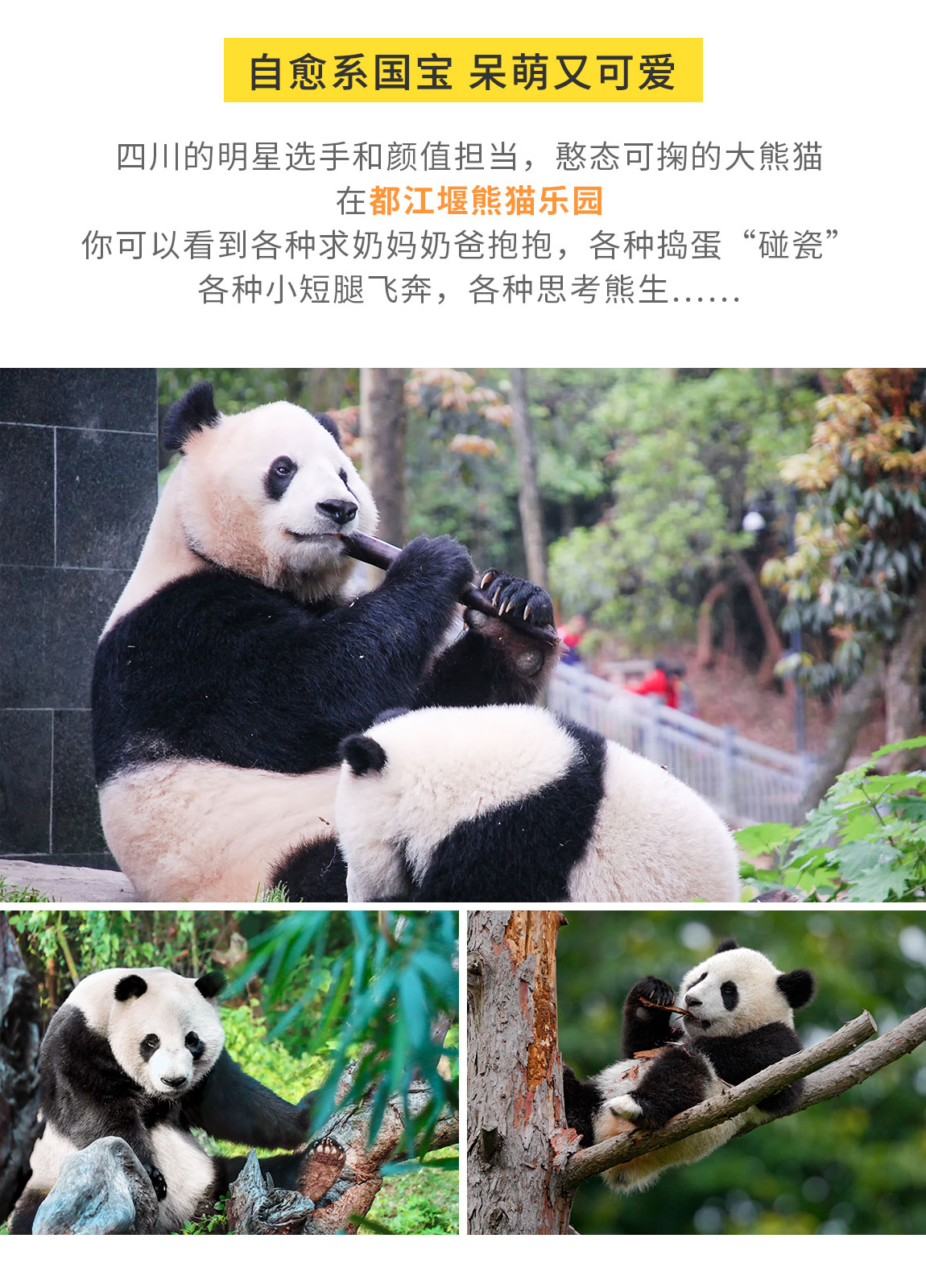 九寨溝拼車3日游 (15) 九寨溝拼車3日游 (15)