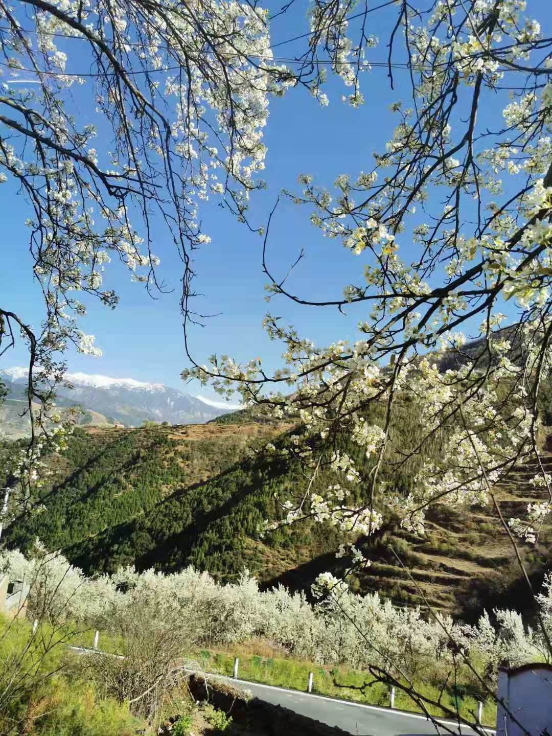 金川梨花 金川梨花