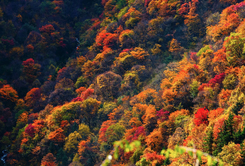 阿壩州賞秋十大景點(diǎn)推薦：秋景最佳觀賞地，附游玩攻略與線路建議