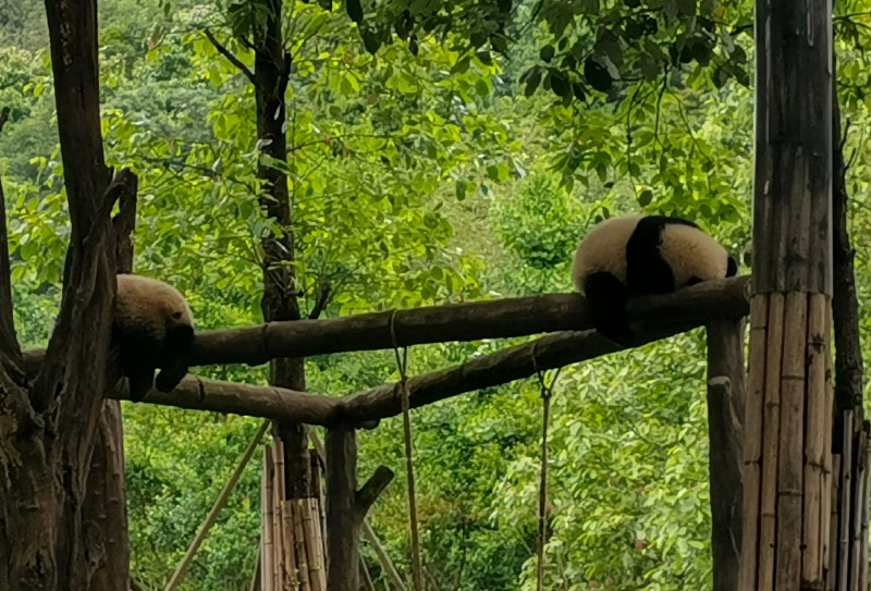 都江堰熊貓樂園