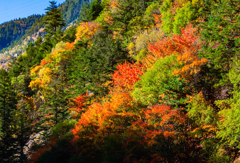 米亞羅紅葉 米亞羅紅葉