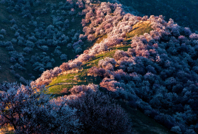 伊犁杏花