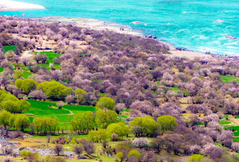 林芝桃花 林芝桃花