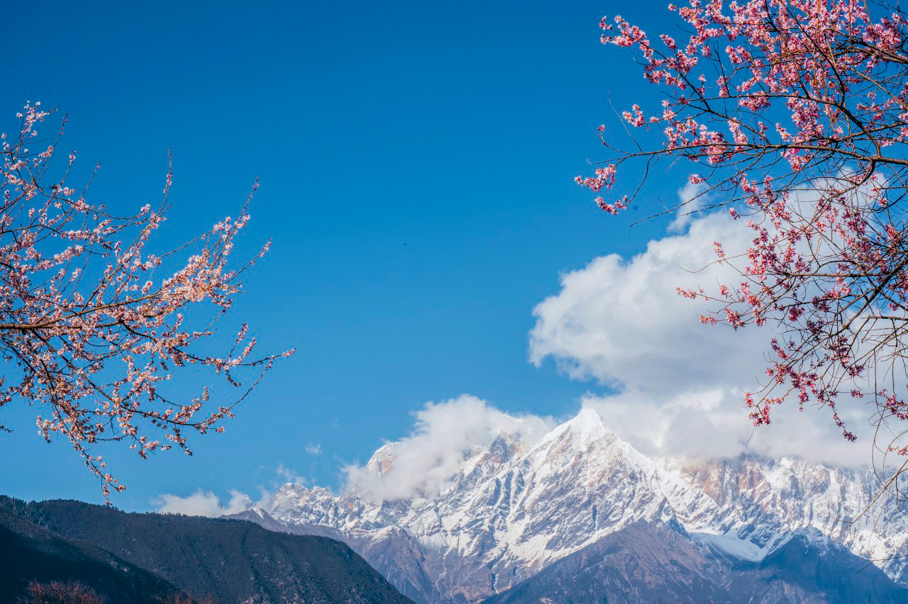 林芝桃花