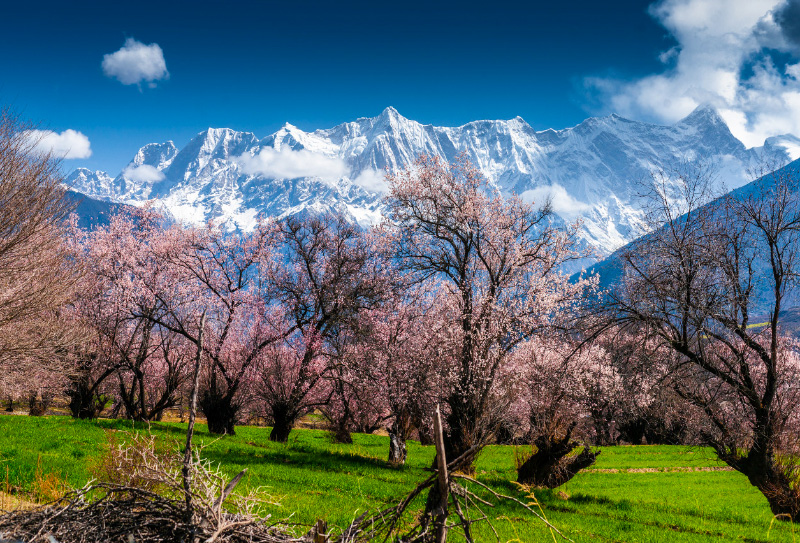 2024波密桃花溝在哪里3 2024波密桃花溝在哪里3