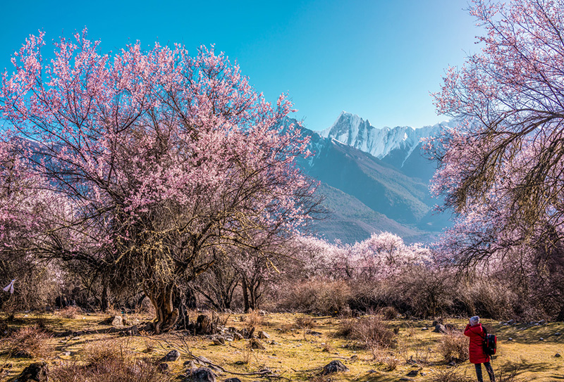 2024年西藏林芝桃花節行程線路安排 (2)