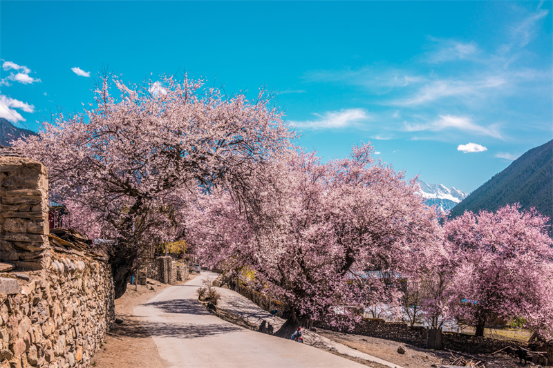 林芝桃花-波密桃花溝