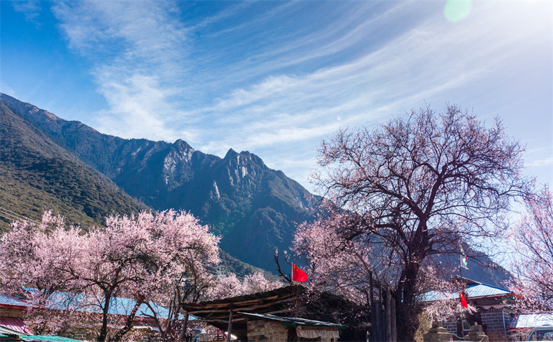 林芝桃花節(jié)游玩必備1