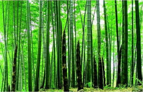 蜀南竹海