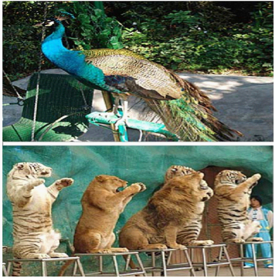 碧峰峽動(dòng)物園