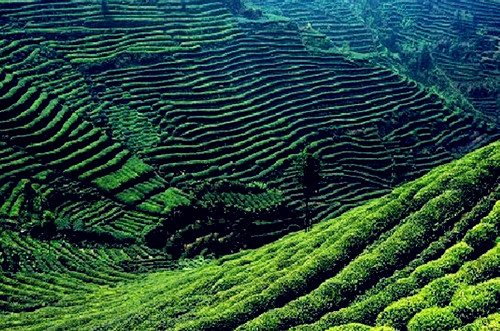 蒙頂山的海拔多少米？