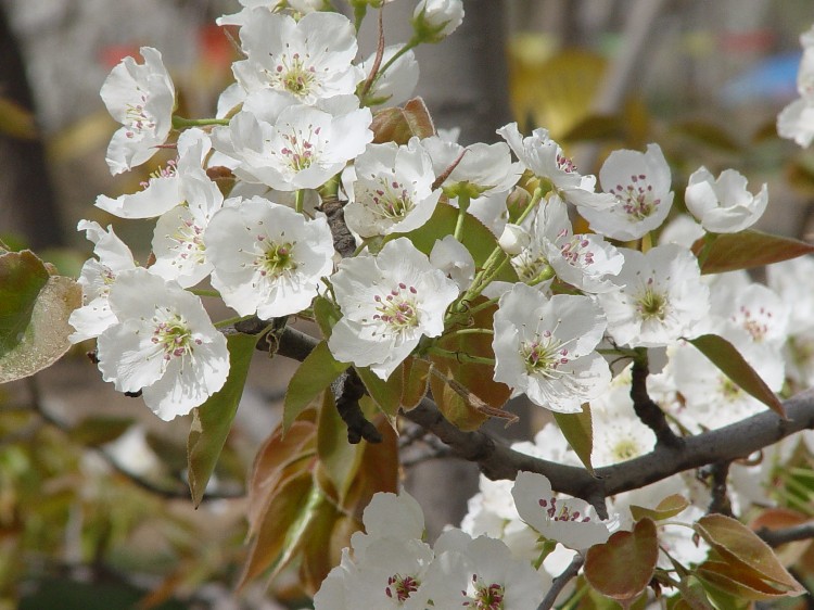 成都周邊賞梨花好去處