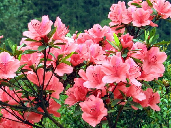 五一峨眉山旅游賞花