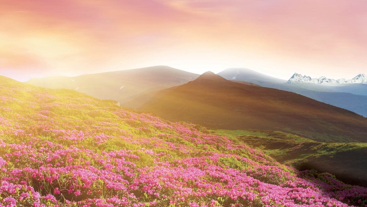 游在林芝—色季拉山