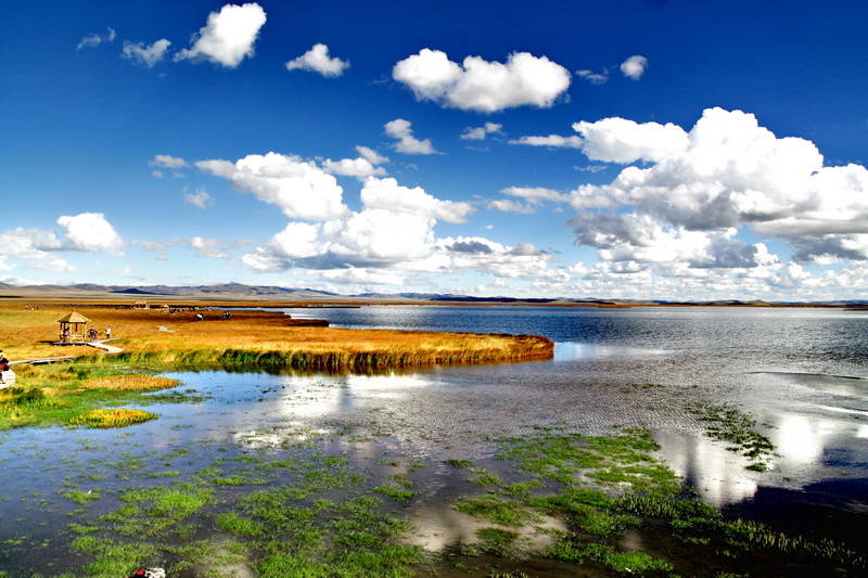 到若爾蓋花湖撒歡去