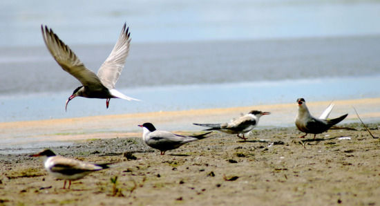 成都到若爾蓋交通