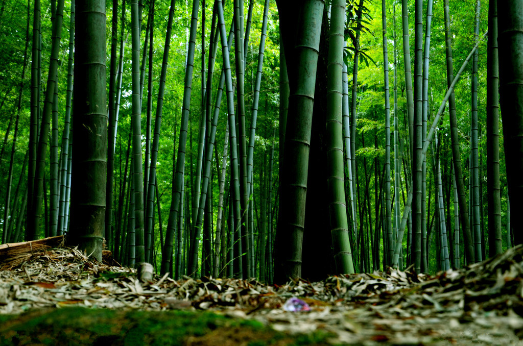 蜀南竹海在哪里