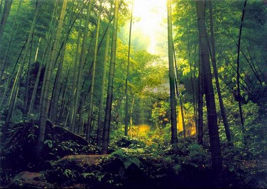 竹子的王國&mdash;&mdash;蜀南竹海